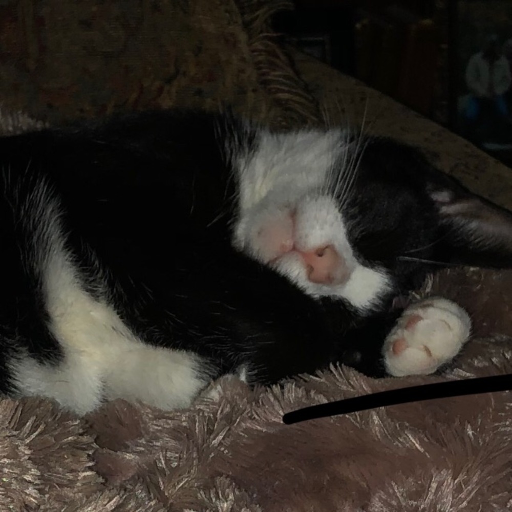 Meet your Posher, Karen